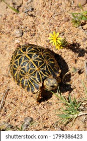 With Less Than 3 000 Alive Today, The Geometric Tortoise Is Critically Endangered And It Is Found In A Very Small Section In The South-Western Cape Of South Africa