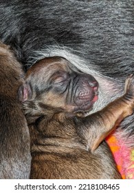 Less Than Day Old New Born Puppy Sleeping On Mama's Belly