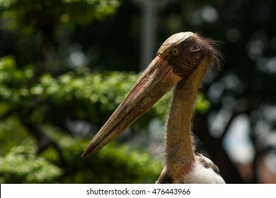 lesser adjutant