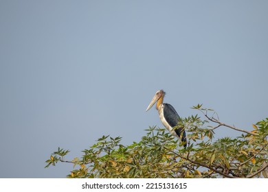 Lesser Adjutant An Endangered Bird Sitting In Branch Of Tree.