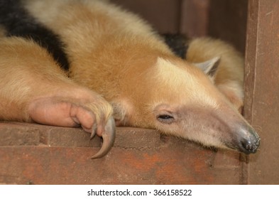 Lesser Anteater, Soft Focus