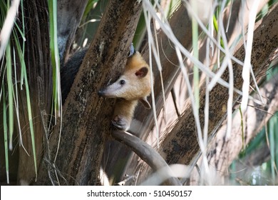 Lesser Anteater In Tree Peeking Around Branch