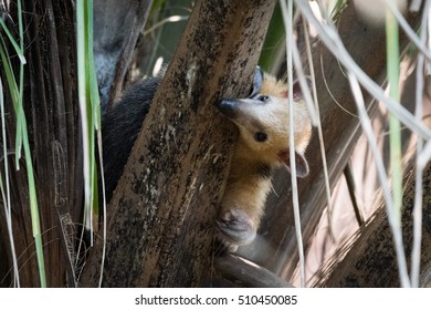 Lesser Anteater In Tree Peeping Around Branch