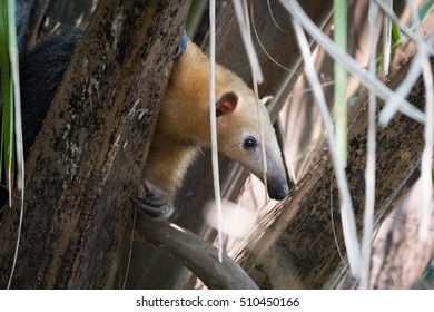 Lesser Anteater In Tree Peeping Through Leaves