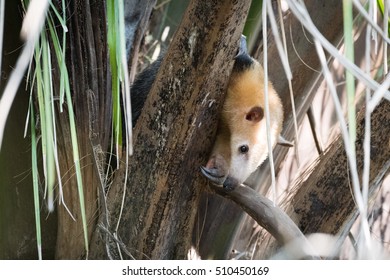 Lesser Anteater In Tree Peeping Through Branches