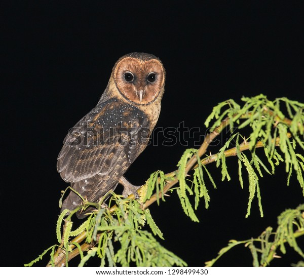 Lesser Antillean Barn Owl Tyto Alba Stock Photo Edit Now 1298499430