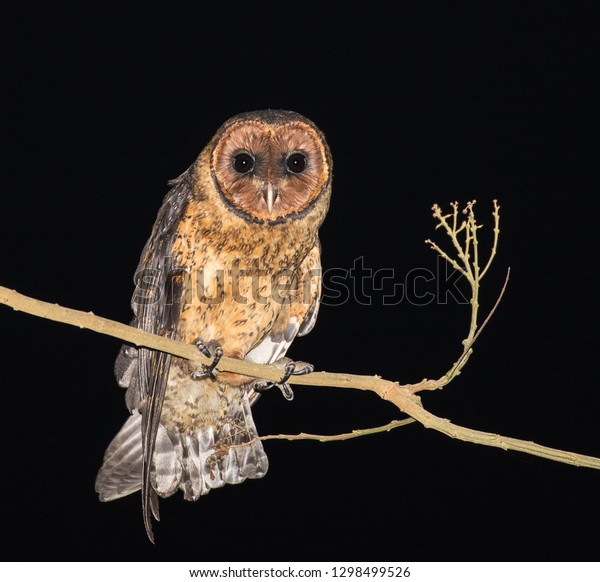 Lesser Antillean Barn Owl Tyto Alba Royalty Free Stock Image