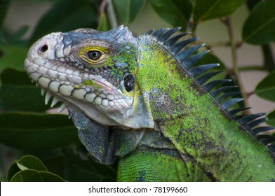 180 Lesser Antillean Iguana Images, Stock Photos & Vectors | Shutterstock