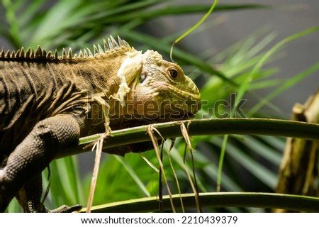 The Lesser Antillean iguana (Iguana delicatissima) is a large arboreal lizard endemic to the Lesser Antilles.