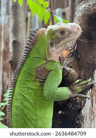 Lesser antillean iguana (not common iguana)
