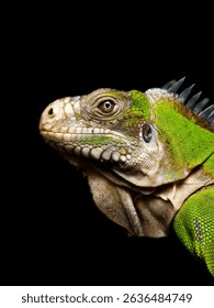 Lesser antillean iguana (not common iguana)
