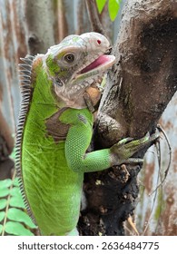 Lesser antillean iguana (not common iguana)

