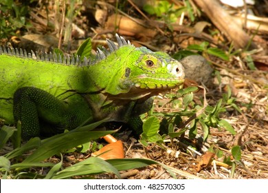 180 Lesser Antillean Iguana Images, Stock Photos & Vectors 