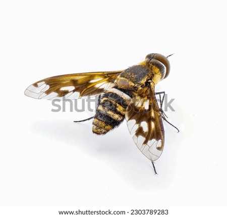 Lesser Bee Fly - Exoprosopa fascipennis - Florida version of common species of hoverfly or hover fly.  isolated on white background top dorsal back view of wings and body