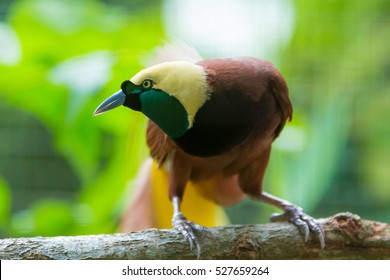 544 Bird Paradise Papua New Guinea Images, Stock Photos & Vectors ...