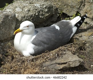 Lesser Black Backed Gull At Nest