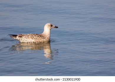 Lesser Black Backed Gull Swimming In Dune Lake