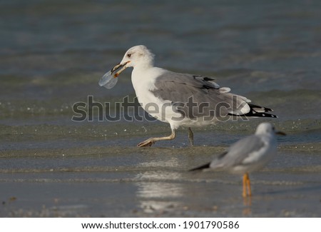 Lesser Black-backed Gull holding a plastic container at Busaiteen coast, Bahrain