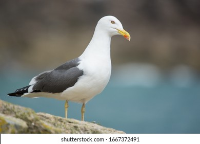 A Lesser Black-backed Gull (Larus Fuscus)