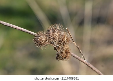 Lesser Burdock Dry Seed Heads - Latin Name - Arctium Minus