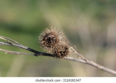 Lesser Burdock Dry Seed Heads - Latin Name - Arctium Minus