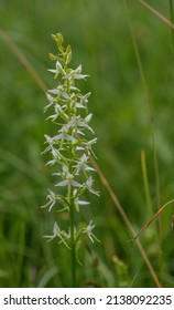 lesser butterfly-orchid  in green grass - Shutterstock ID 2138092235