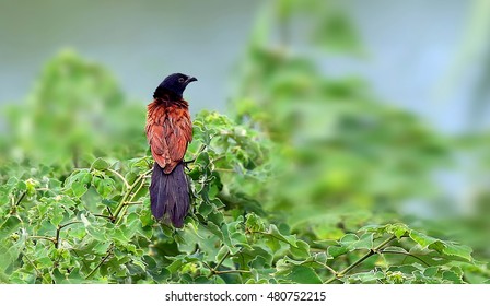 Lesser Coucal