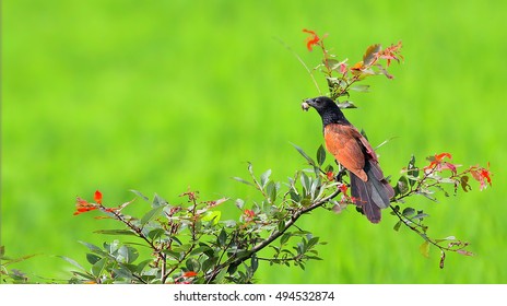 Lesser Coucal