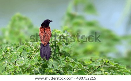 Lesser Coucal
