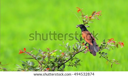 Lesser Coucal