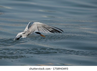 Lesser Crested Tern Emerging Out After A Dive At Busaiteen Coast, Bahrain  