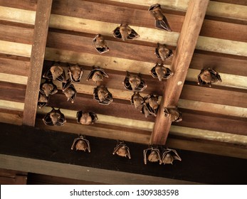 Lesser Dog-faced Fruit Bat, Cyneropterus Brachyotis, Hanging In A Roof