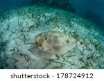 A lesser electric ray (Narcine bancroftii) swims over seagrass on a shallow sand flat off Turneffe Atoll in Belize. This species can generate voltage of 14 - 37 volts to stun prey or for defense.