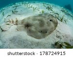 A lesser electric ray (Narcine bancroftii) is a found amid seagrass on a shallow sand flat off Turneffe Atoll in Belize. This species can generate voltage of 14 - 37 volts to stun prey or for defense.