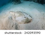 A Lesser electric ray (Narcine bancroftii) lays on a sandy seafloor off the coast of Belize in the Caribbean Sea. This species can generate about 14 to 37 volts to stun prey or defend themselves.
