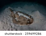 A Lesser electric ray (Narcine bancroftii) lives on a shallow sand flat off Turneffe Atoll in Belize. This interesting animal uses self-generated electricity to defend itself and stun prey.