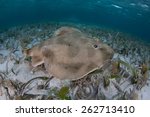 A Lesser electric ray (Narcine bancroftii) swims over a shallow sand flat off Turneffe Atoll in Belize. This interesting animal uses self-generated electricity to defend itself and stun prey.