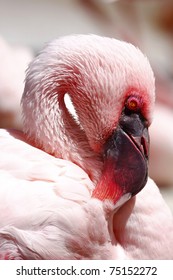 Lesser Flamingo Closeup