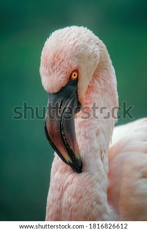 Similar – Portait of a flamingo (lat. Phoenicopteridae), captive