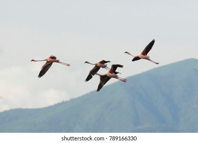 Lesser Flamingo (Phoeniconaias Minor) -  Lake Manyara National Park - Tanzania