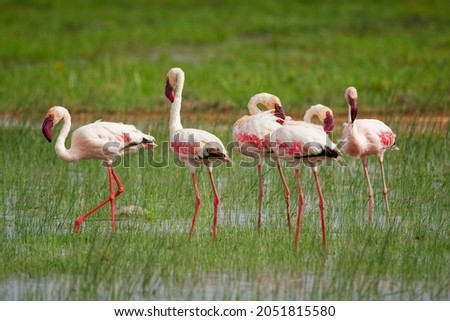Lesser Flamingo - Phoeniconaias minor the smallest species of flamingo bird, in sub-Saharan Africa and northwestern India, pink to red long legged water bird, bathing and feeding in the lake.