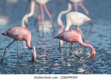 Lesser Flamingo (Phoenicopterus Minor) Malaga, Spain