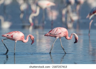 Lesser Flamingo (Phoenicopterus Minor) Malaga, Spain