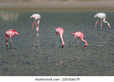 Lesser Flamingo (Phoenicopterus Minor) Malaga, Spain