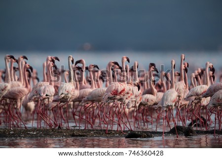 Lesser Flamingos moving in a mass, Bogoria Lake