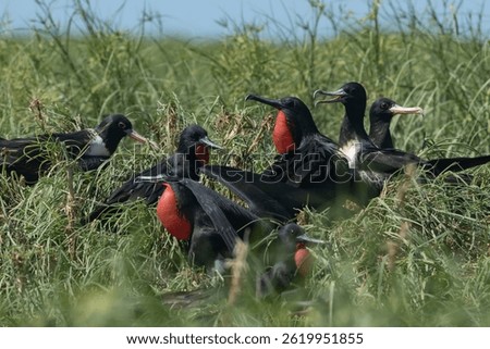 Lesser Frigatebirds nesting on Adele Island