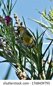 Lesser Gold Finch In A Desert Willow Tree