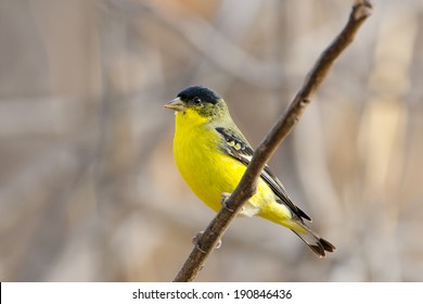 Lesser Goldfinch