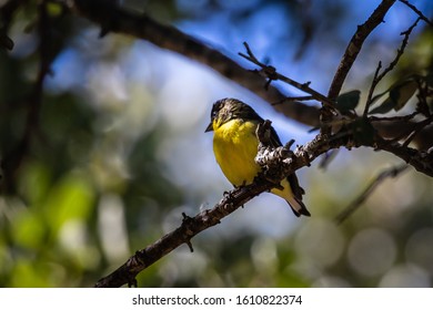 Lesser Goldfinch Resting In A Texas Live Oak Tree