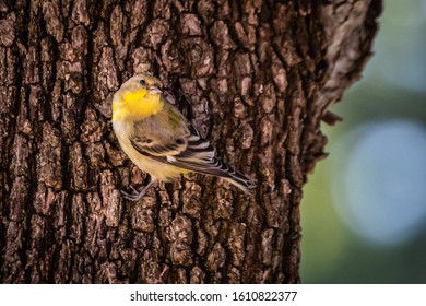 Lesser Goldfinch Resting In A Texas Live Oak Tree